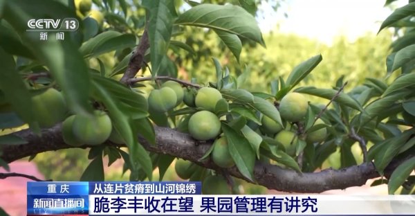 华盈策略 从连片贫瘠到山河锦绣 这些地方依靠产业扶贫走上致富路